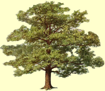 Wheelbarrow Tree